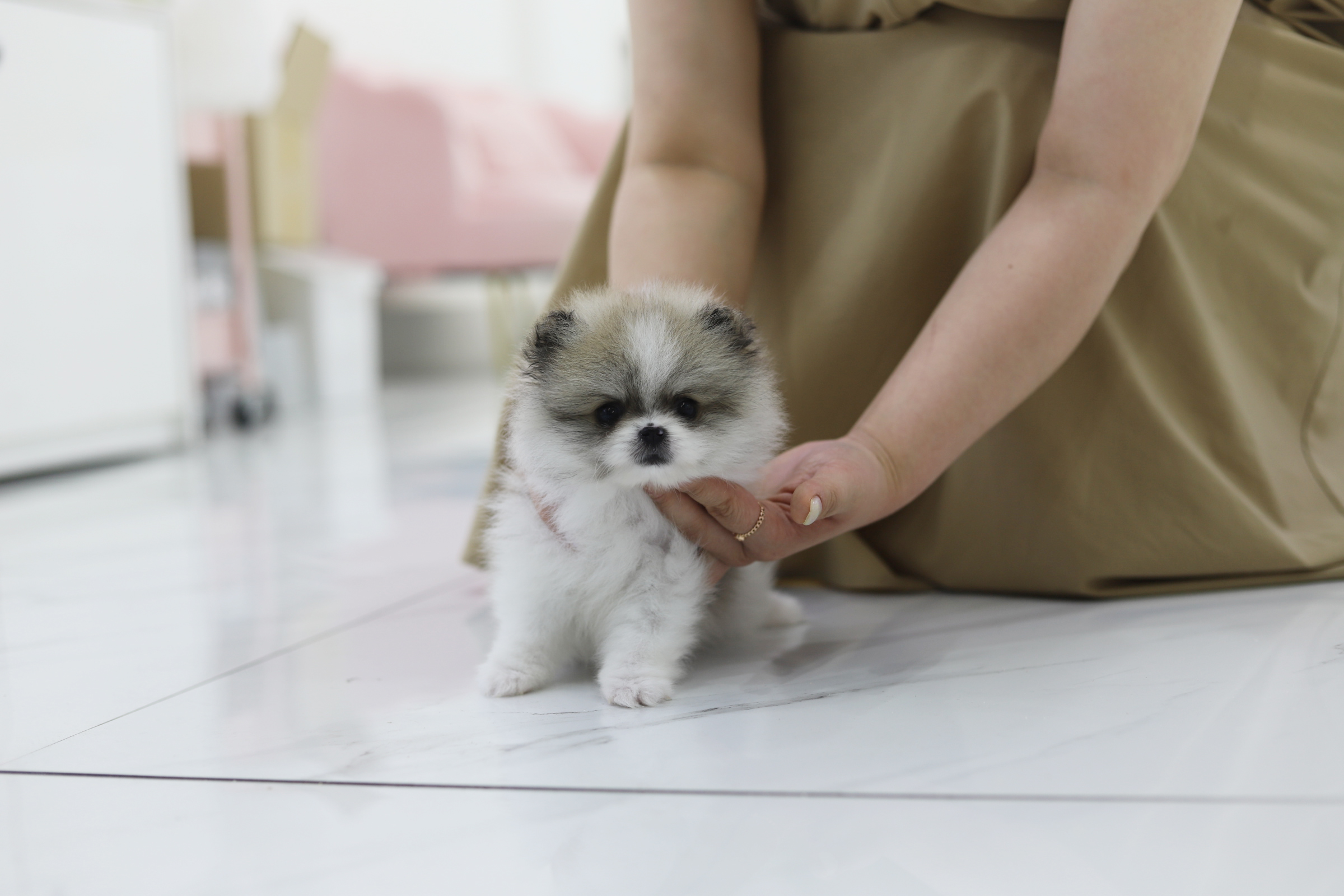 포메라니안(남아)(5만원부터)