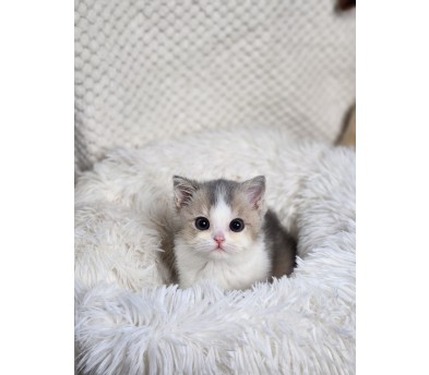 브리티쉬숏헤어 분양합니다