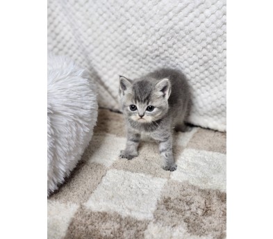 브리티쉬숏헤어 분양합니다