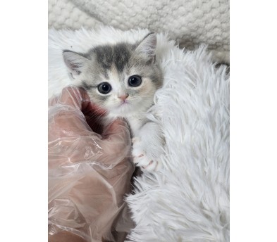 브리티쉬숏헤어 분양합니다