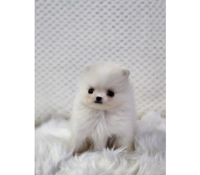 포메라니안 분양합니다