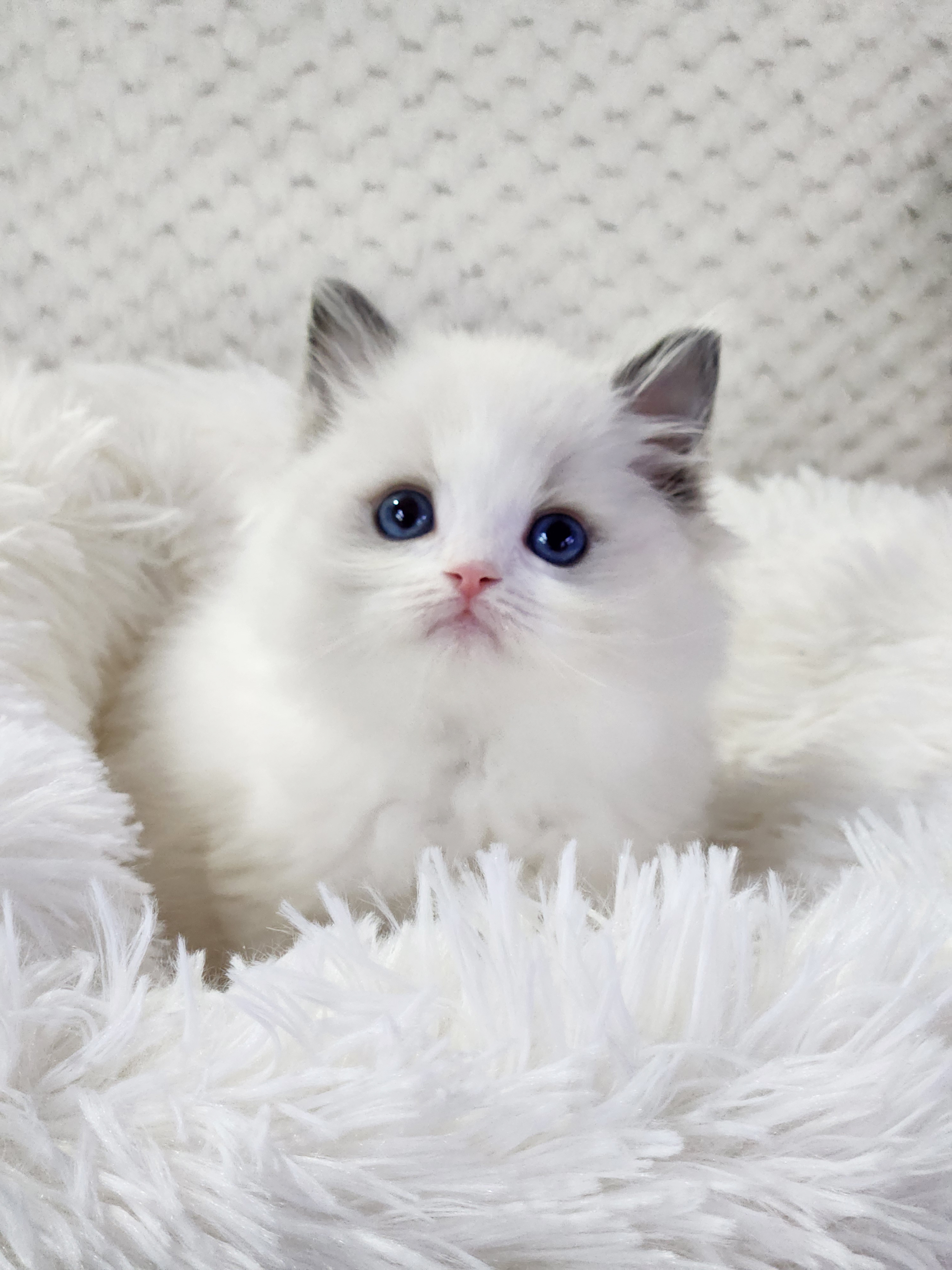 인형같은 렉돌 분양합니다!